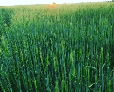 Screen Shot 2020-08-25 at 11.11.47 AM